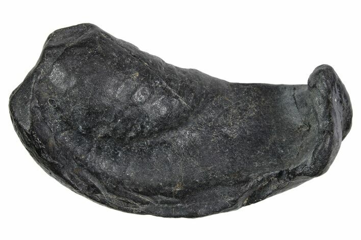 Large Fossil Whale Ear Bone - South Carolina #352638